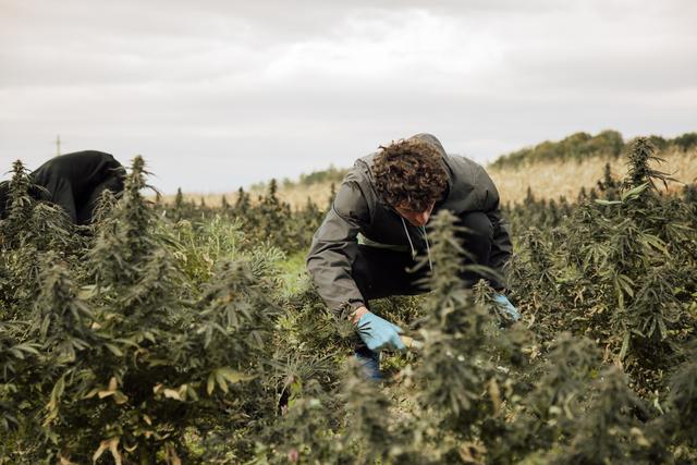 Hemp cultivation